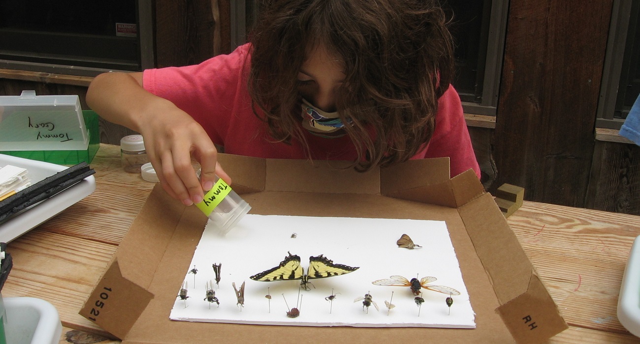 child pinning insects