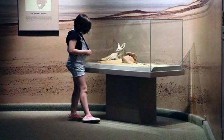 A child looks at a museum exhibit