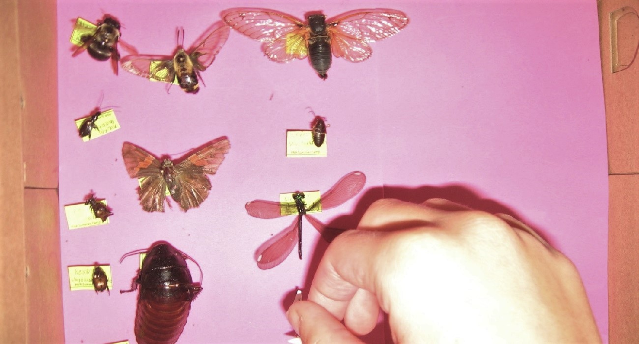 pinning insects