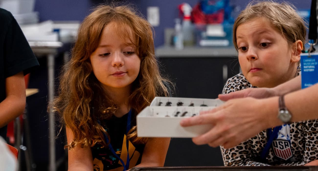 kids looking at pinned insects